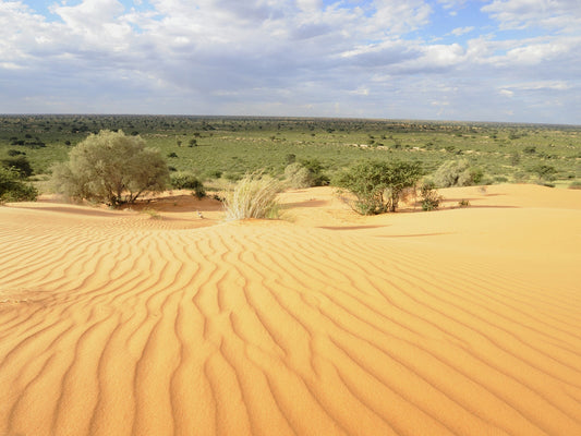 Aceite de melón del Kalahari: beneficios del nuevo ingrediente para tu piel