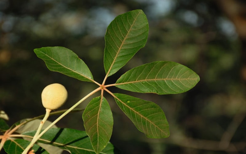 Las propiedades del aceite de manketti