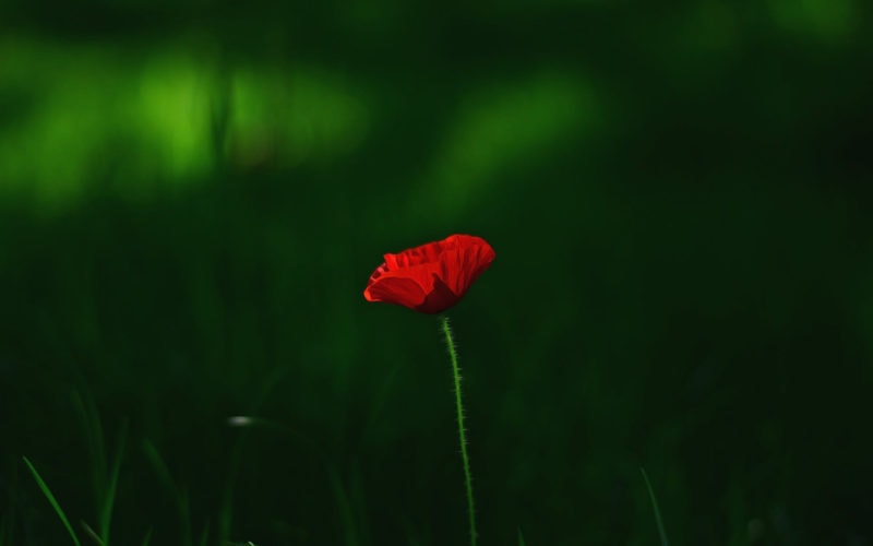Licoplanes para primavera