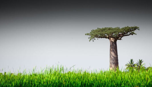 Aceite de Baobab: Beneficios y Propiedades