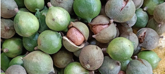 Aceite de Macadamia: Beneficios y Propiedades