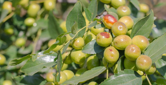 ¿Qué es la Jojoba y qué beneficios tiene este aceite para la piel?
