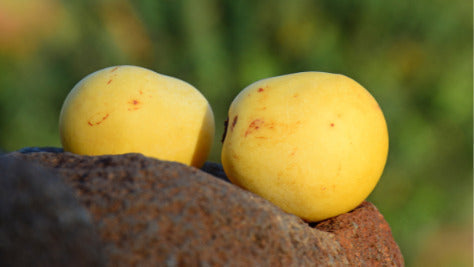 Aceite de Marula: Propiedades, Beneficios y Guía Completa de Uso